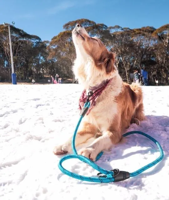 Navigator Gear Dog Leash Buddy - 1.5 Metre - Blue
