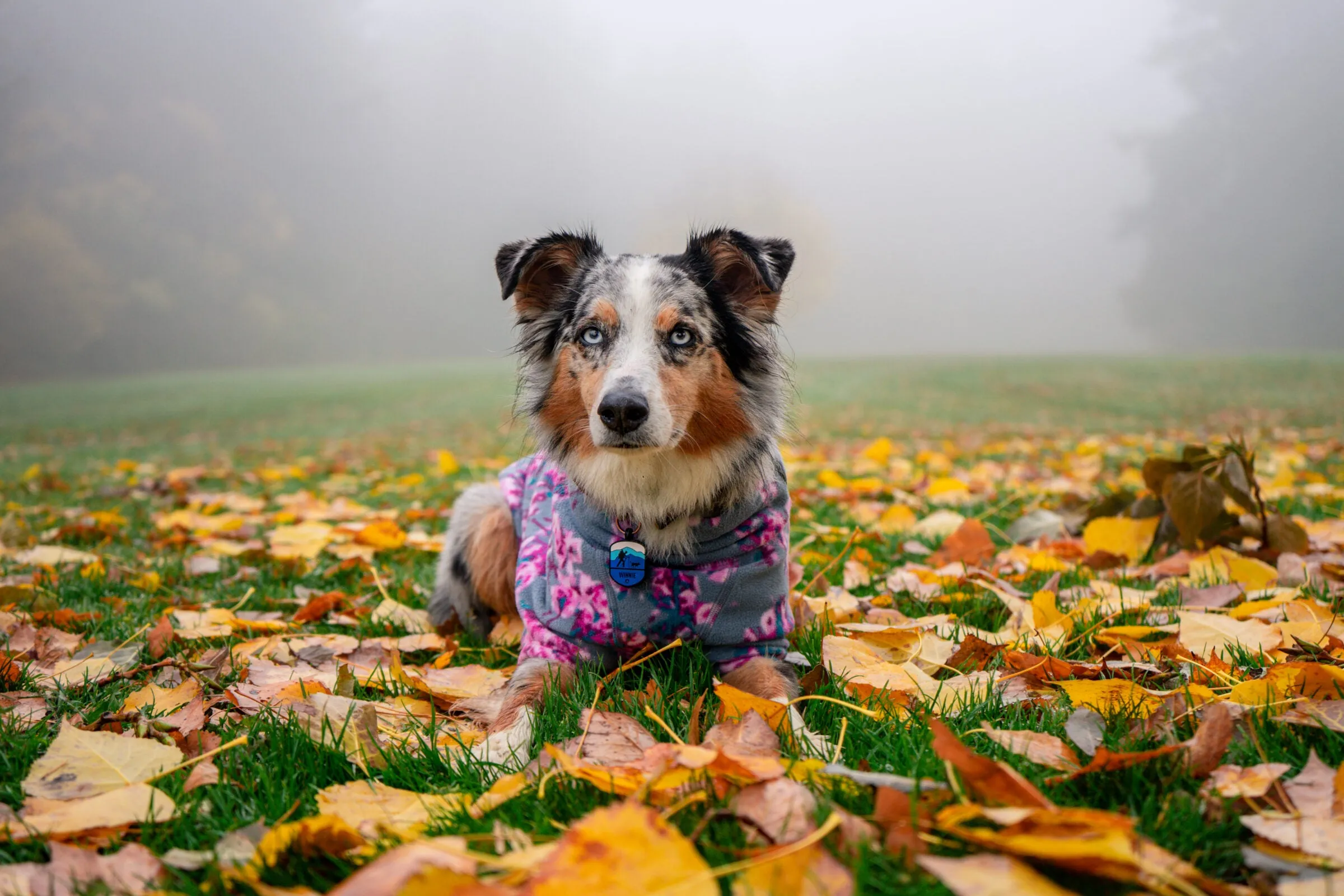 Ruffwear Climate Changer Fleece Jacket